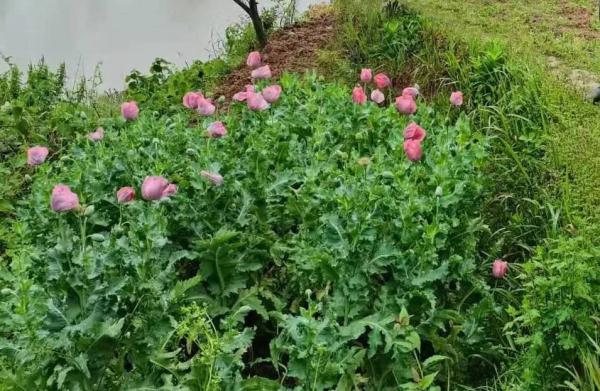 罂粟花种多少不犯法(罂粟不是“特效药”，非法种植触犯法律)