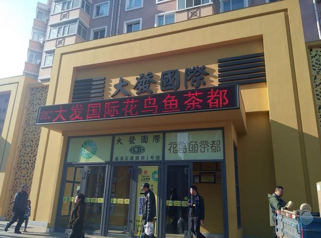 哈尔滨花鸟鱼市场(哈尔滨几大花鸟鱼市场简介！)