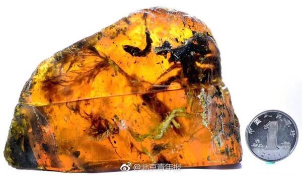 琥珀中发现古雏鸟新闻(人类首次在琥珀中发现古雏鸟 距今9900万年)