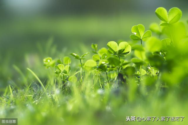 经营之道名言名句:人生感悟经典句子，感情需要经营