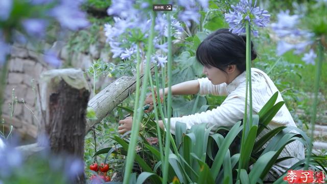 怎么样开淘宝店铺流程七里香(李子柒终于现身，但她的老东家可能要凉)