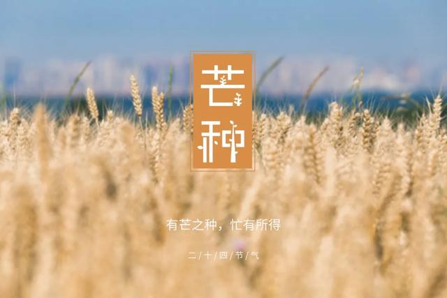 芒种的六种美：田园稻麦长，树上荔枝香(瓤肉莹白如冰雪)