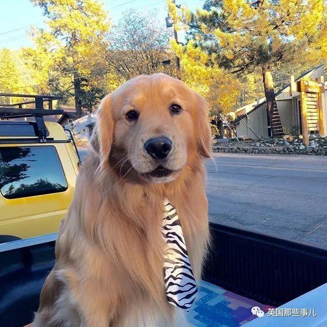arf组织(这只当上镇长的大金毛，光靠颜值就把乡亲们安排得明明白白)