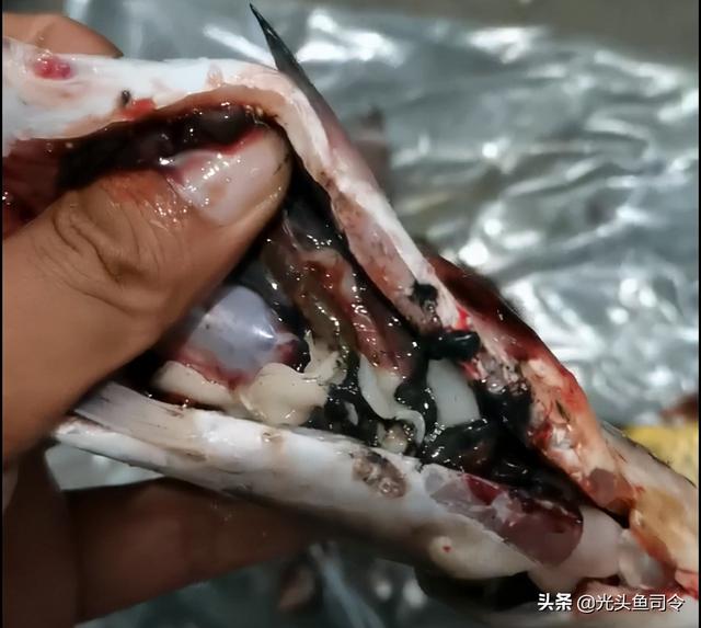 淡水鱼有哪些寄生虫(鱼类身上常见的6种寄生虫，5种一眼就能辨认，处理起来很简单)