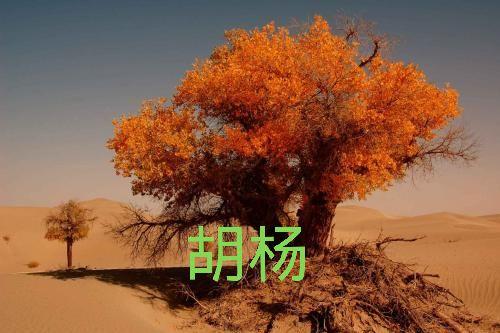 蚂蚁森林能量产生规则(蚂蚁森林能量怎么获得？能量计算规则？)