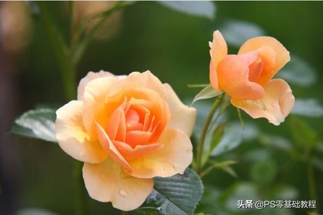 ps快速蒙版的使用方法(PS中快捷蒙版的用处你们懂了吗？)