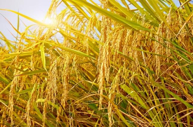十月稻田的大米怎么样(好米知时节，十月稻田2021新米重磅来袭)