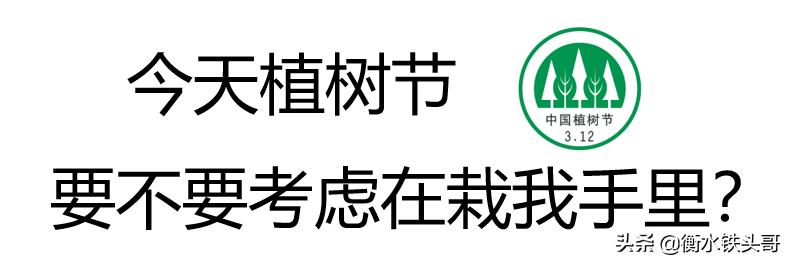 蚂蚁森林104g能量(植树节，要不要考虑栽在我手里？（附蚂蚁森林能量攻略）)