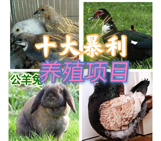 农村创业致富商机网养殖(十大暴利养殖大分享，总有一种适合你，赶快来学)