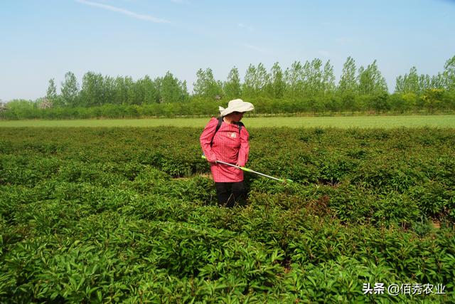 现在种植什么最赚钱一年见效(亩收入1万元的农作物，从争相种植到弃种，2021年又迎来好机遇)