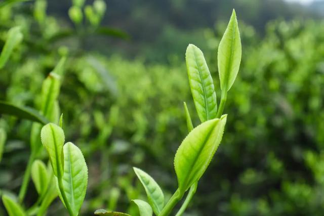 茶艺活动主题名称大全(啜苦咽甘，仪态灼灼，《中国茶艺文化》)