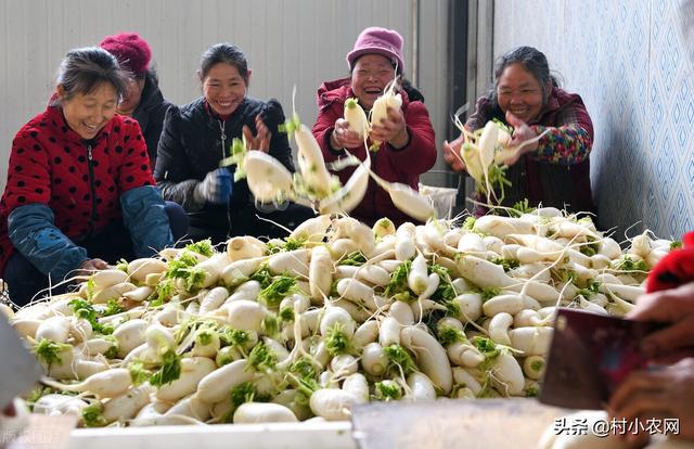 农村致富网(农村创业干啥最赚钱？这12个农村致富好项目，你值得一试)
