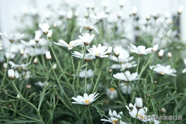 竞选总统英语(每日一词：plagiarism)