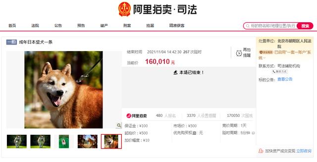 阿里拍卖网平台(牛，羊，猪，狗，鱼……在阿里拍卖上能买到多少种动物？)