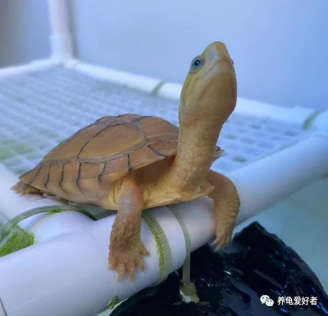 偏门爱好者啥意思(龟友总结的一些偏门经验，非常实用)