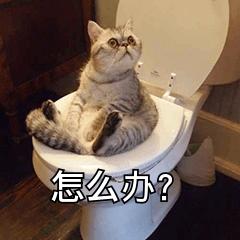 苹果拍证件照的app(原来iPhone手机能一键生成电子证件照！刚知道的我悔得肠子都青了)