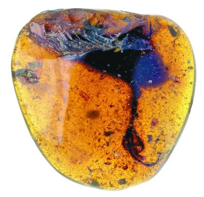 在琥珀中发现古鸟类新物种(古生物学家在琥珀中发现古鸟类新物种)