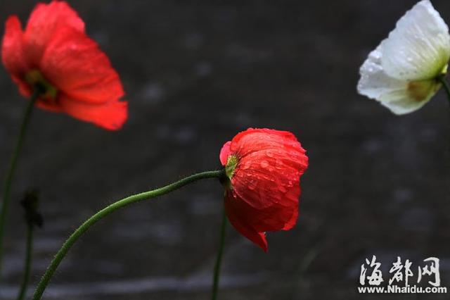 白色情人节几月几号(白色情人节什么意思 白色情人节来源3月14日白色情人节情话祝福语)