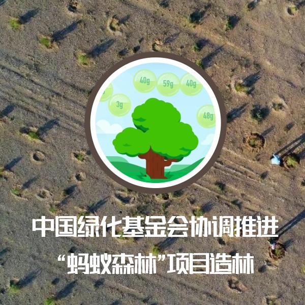 蚂蚁森林79g是怎么来的(中国绿化基金会协调推进“蚂蚁森林”项目造林)