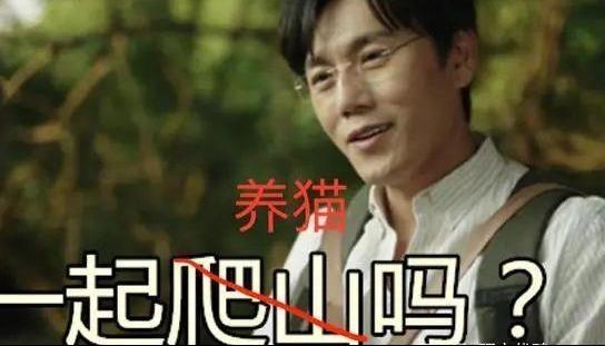 星秀猫异形抱枕(去年盖楼今年养猫，天猫“双11”想薅谁的羊毛？)