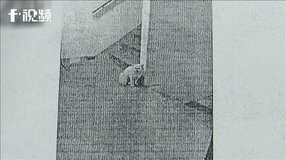 电视迷猫先生绘本故事(宠物猫被当流浪猫处理，猫主起诉物业，法院：未挂铭牌不拴绳，驳回)
