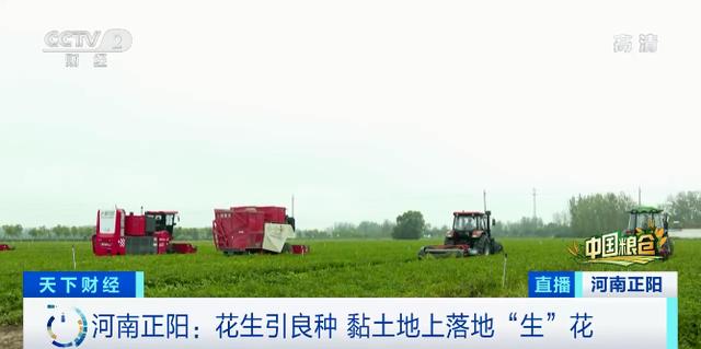 河南农村养殖致富网(河南！万亿级产业崛起！花生“落地生花”，一天3000元轻松赚！花生壳也成“硬通货”)
