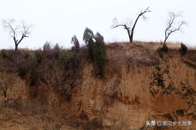 农村养兔子赚钱吗(打工不如自己干，山西农民娃在野地养“野兔”，年赚10万元)