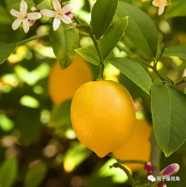 好听的爱情树名称英文(好歌赏析，听歌学英语——Lemon Tree 柠檬树)