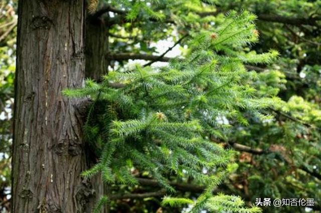 现在种植什么树最赚钱(2021年种什么树有“钱”途？这几种树，建议农村人种植，很值钱)