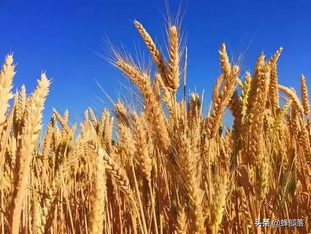 种植什么比较赚钱(农民怎么提高种植收益？3种农作物种植方式，亩产收入上万元)