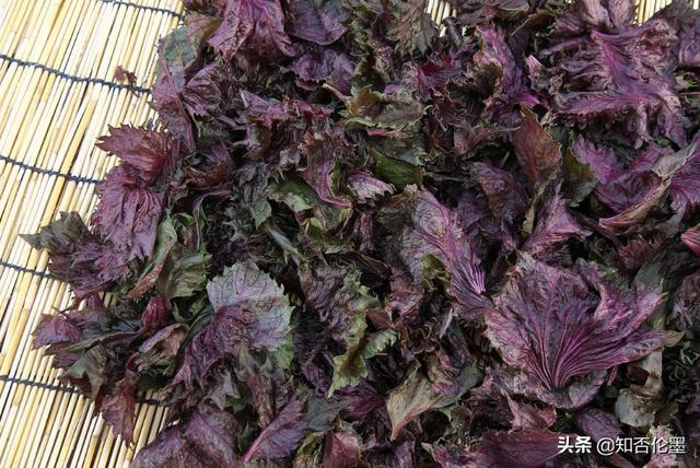 种植什么最赚钱不愁销路(在农村，种植这3种野菜很“吃香”，不愁销路，市场需求量大)