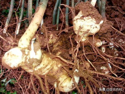 种植什么药材最值钱黄金姜(稀缺药材黄精又叫老虎姜，你了解多少？)