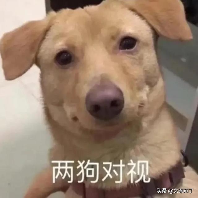 有趣的自动回复语调皮(文案｜可爱又调皮的自动回复文案)