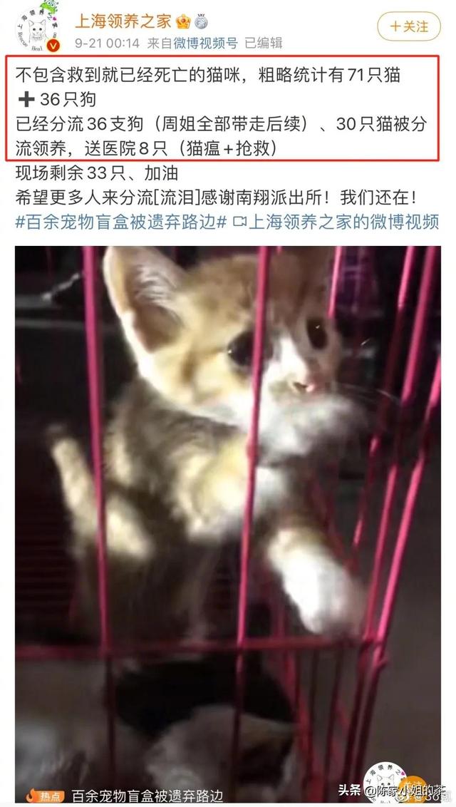 扭蛋机这个项目赚钱吗(踩在宠物尸体上的活体盲盒生意，月赚20万)