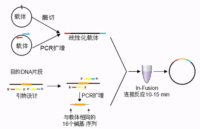 粘性末端(IN-FUSION一种高效无酶连接技术)