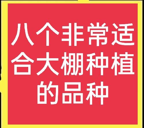 大棚种什么最挣钱(大棚种植什么能赚钱？推荐八个高利润品种，想赚钱的过来看)