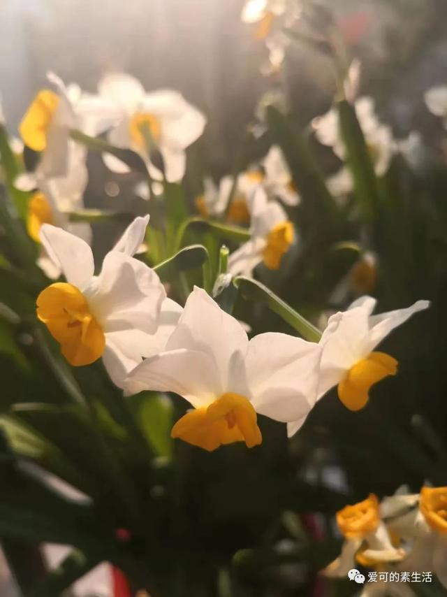 下午茶朋友圈说说心情幽默(午后阳光的下午茶，把生活过成诗)