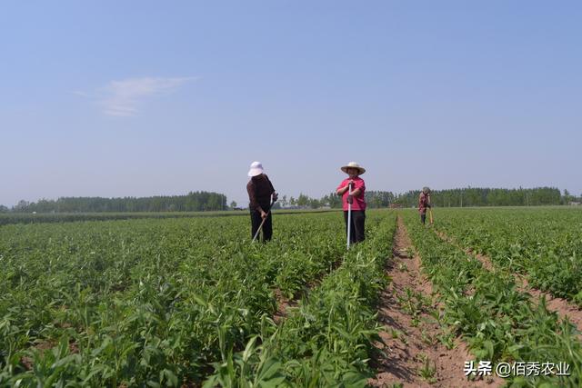 什么药材种植赚钱(中药材涨价，农民种植反而陷入迷茫，未来5年能赚钱的品种有哪些)