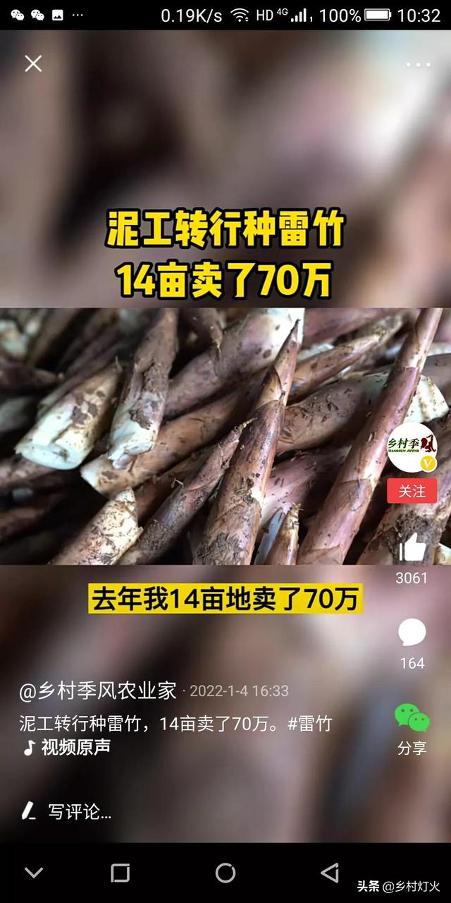 南方种植什么最赚钱农村(网传泥工种植14亩雷竹一年卖70万！雷竹种植的真实利润会是多少？)