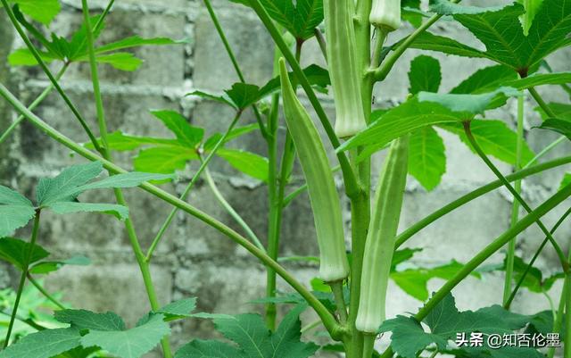 现在种植业什么前景最好(2022年在农村种植什么利润高？试试这几种作物，投入少，前景好)