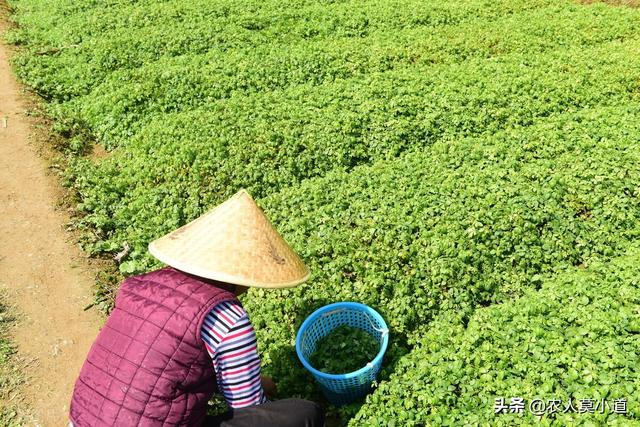 药材种植什么最赚钱,成本低(哪一种中药材种植效益最佳，风险最低？)