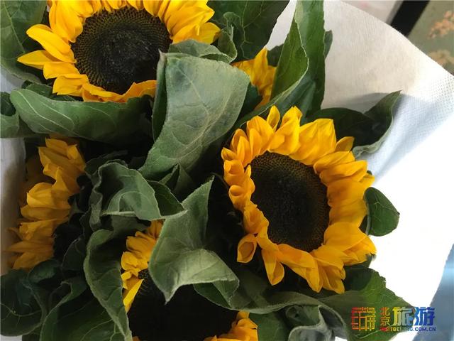 盆栽花卉批发哪里便宜(实拍！京南藏着个仓储式花卉市场，批发价还免费停车！)