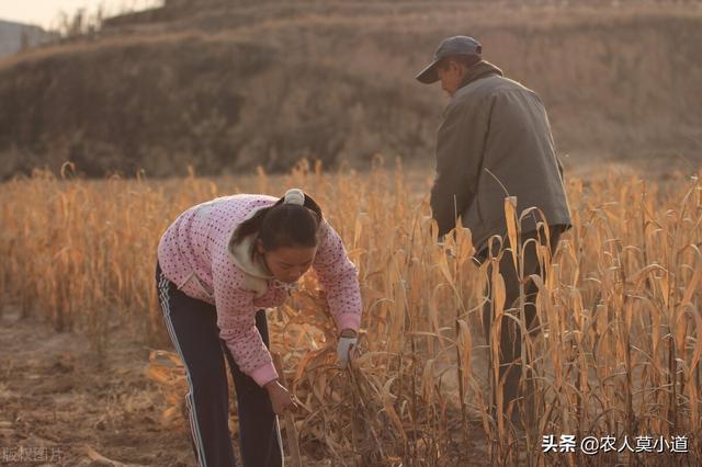 农村自己创业干点什么好(不想出远门，留在农村陪伴家人，在农村有什么好创业思路)