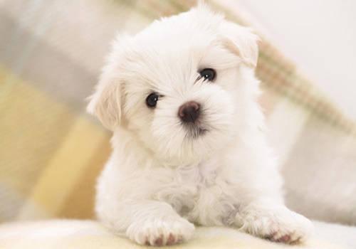 小狗吃什么狗粮好,幼犬狗粮排行榜(家有萌犬：幼犬都吃什么狗粮，口味因狗而异因此要掌握挑选的方法)