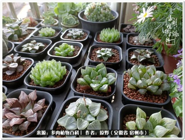 家里面群名称大全(养气护生，爱多肉我们是认真的)
