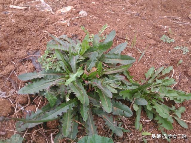现在能种什么菜蔬菜(三月到，这7种应季绿叶菜不能少，简单家常，素菜孩子也爱吃)