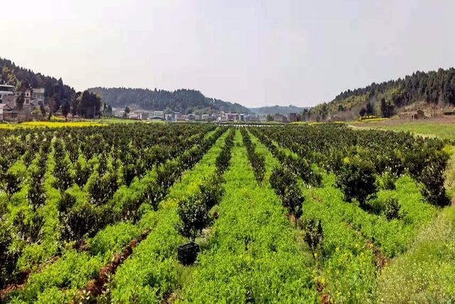 四川种植什么树最赚钱(成都金堂：树下种豌豆尖 农户收入增加)