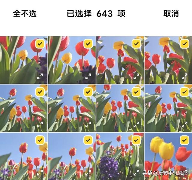 手机照片怎么提高像素(拯救拍花废片！二次构图裁出最美花卉照)