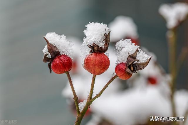 瑞雪是什么意思(大雪节气瑞雪诗六首：飞雪正应大雪节，腊前三白遍民田)