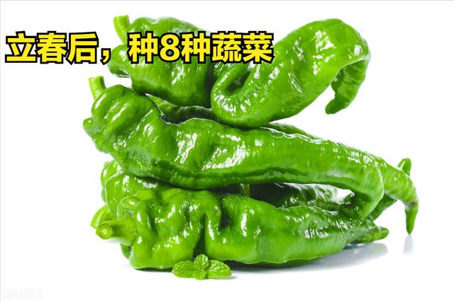 农产品种植什么比较有前景(立春后，8种蔬菜别忘了种，产量高、长得快，可吃上大半年)